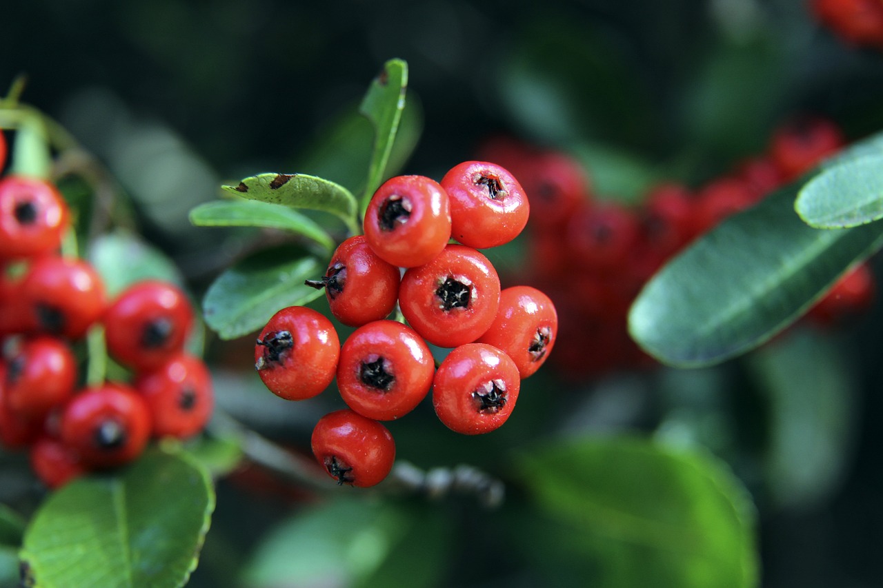 部前八的基 部前八的基